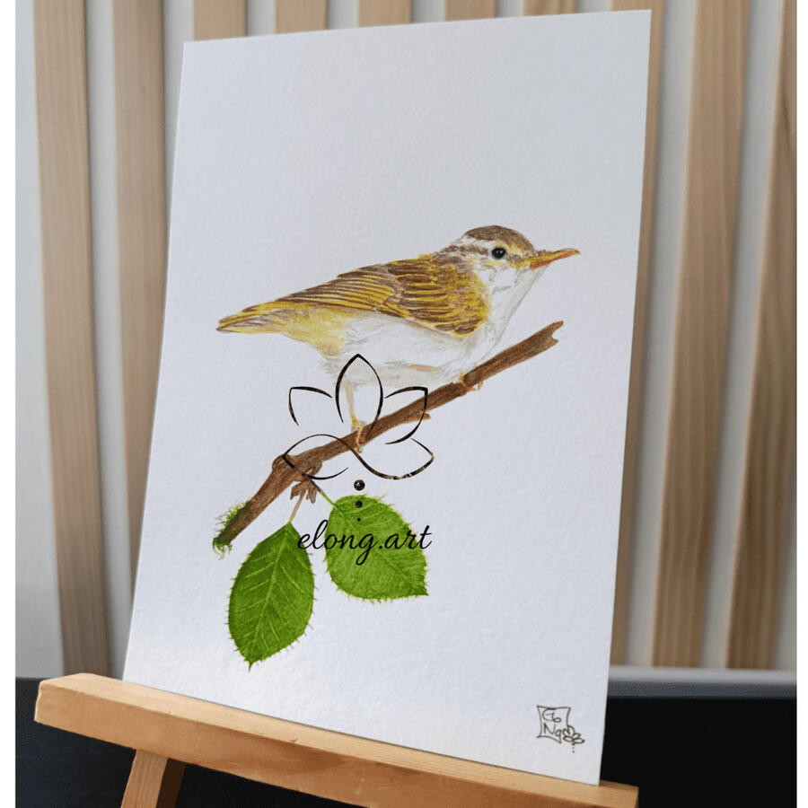 Pouillot a couronne jaune - Phylloscopus coronatus