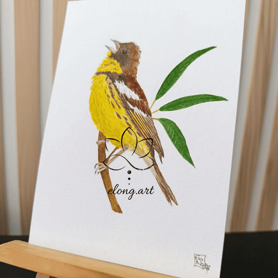 Bruant aureole - Emberiza aureola
