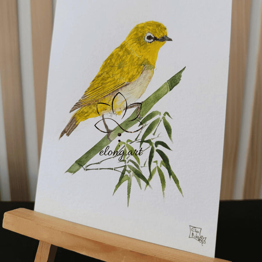 Zosterops oriental - Zosterops palpebrosus